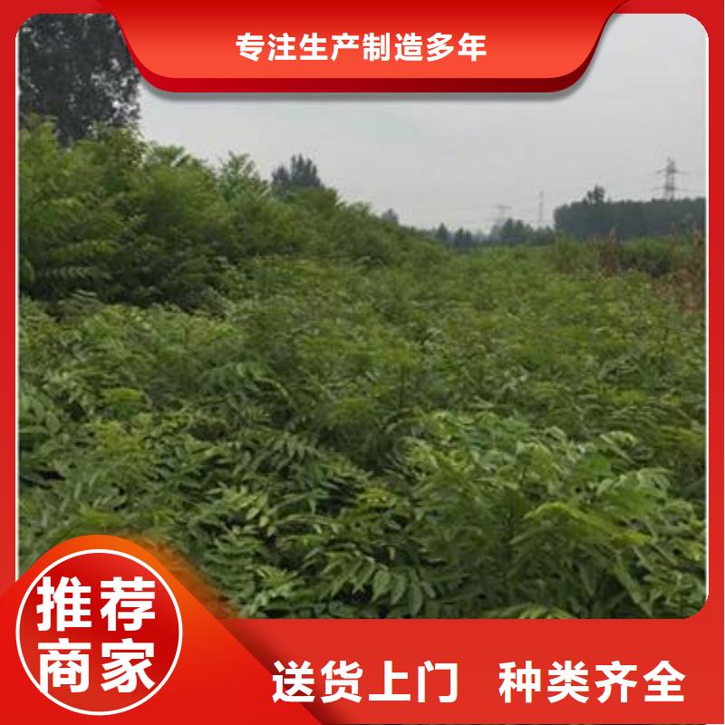 香椿苗花椒苗为品质而生产
