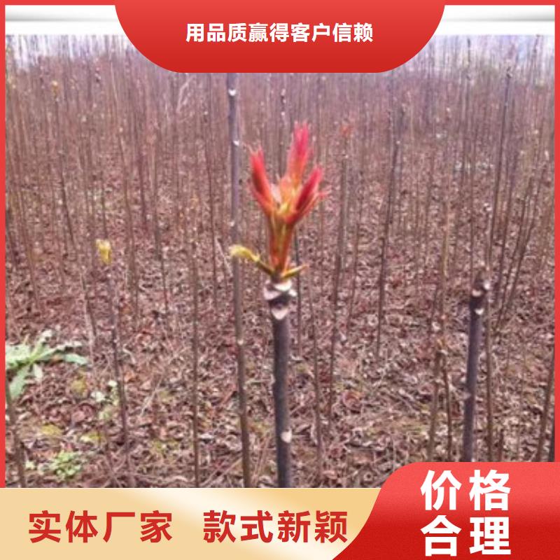 蓝莓苗-视频-蓝莓苗-兴海苗木种植社(青海省分公司)服务区域西宁|海东|海西|海北|玉树|果洛