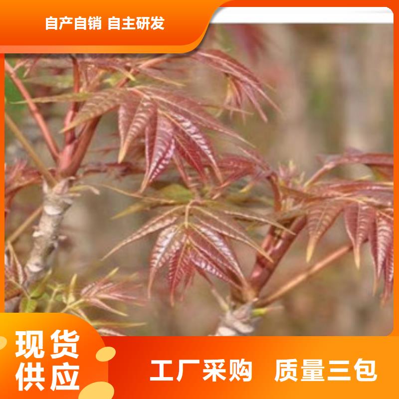 蓝莓苗-视频-蓝莓苗-兴海苗木种植社(青海省分公司)服务区域西宁|海东|海西|海北|玉树|果洛