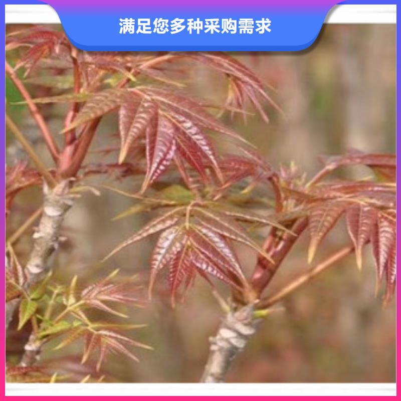 香椿苗桃树苗专注质量