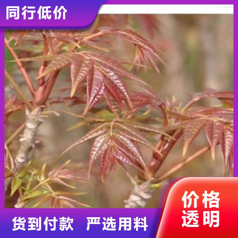 蓝莓苗视频-蓝莓苗|湖北省武汉市|蔡甸|青山|黄石|十堰|荆州|襄阳|荆门|黄冈