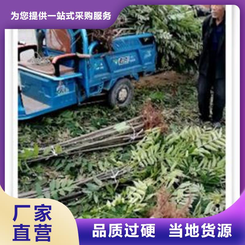 蓝莓苗-视频-潮州市蓝莓苗-(本土)可服务区域湘桥|潮安|梅州|广州|深圳|惠州|汕尾