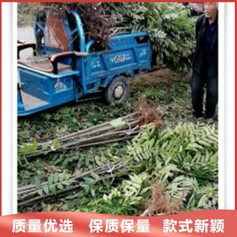 【香椿苗】苹果苗精心选材