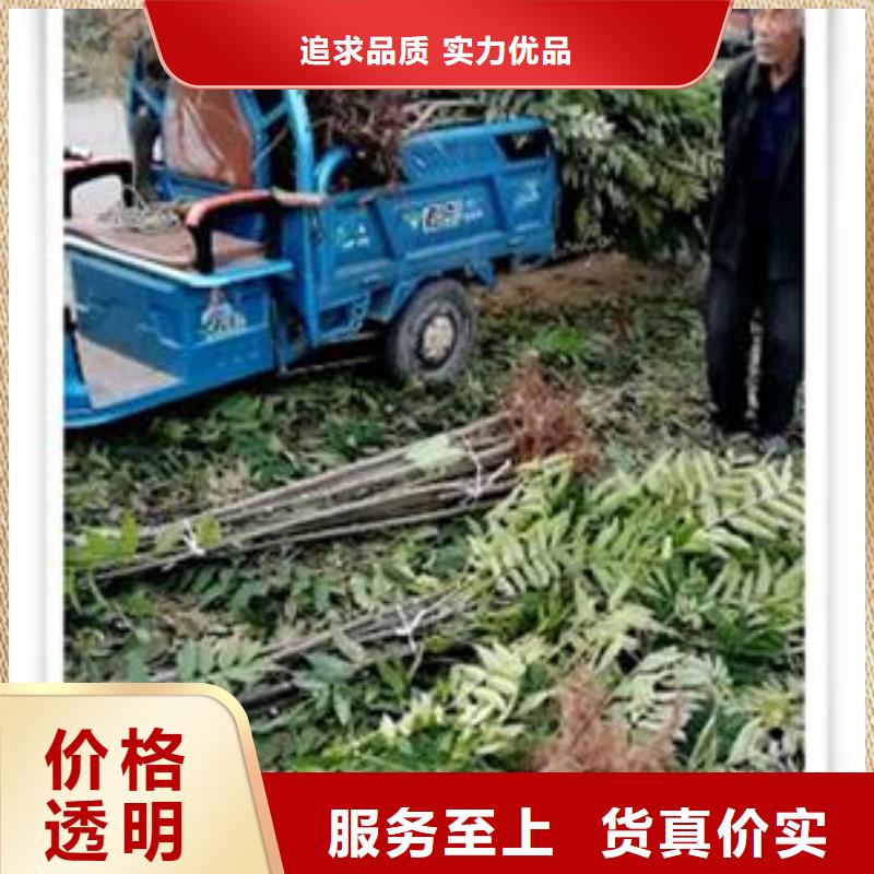 蓝莓苗-视频-蓝莓苗-兴海苗木种植社(青海省分公司)服务区域西宁|海东|海西|海北|玉树|果洛