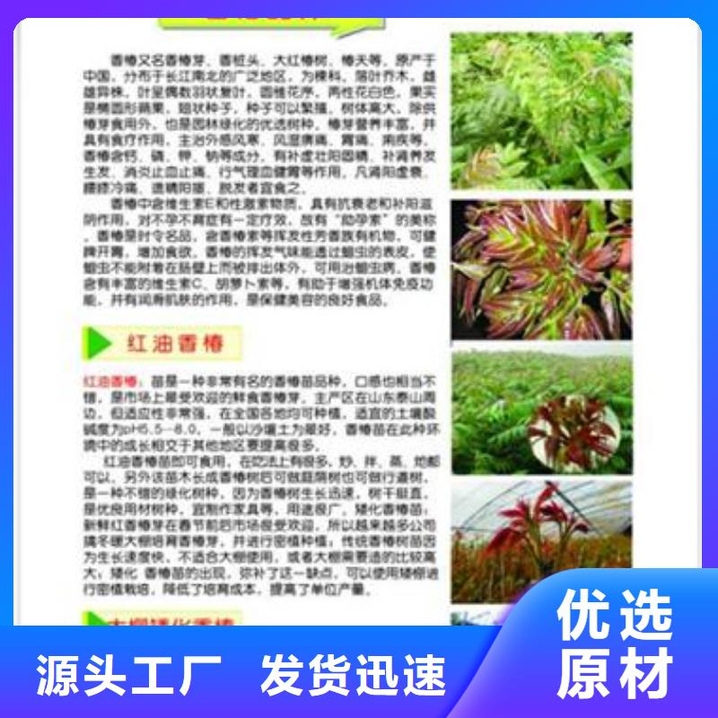 香椿苗花椒苗为品质而生产