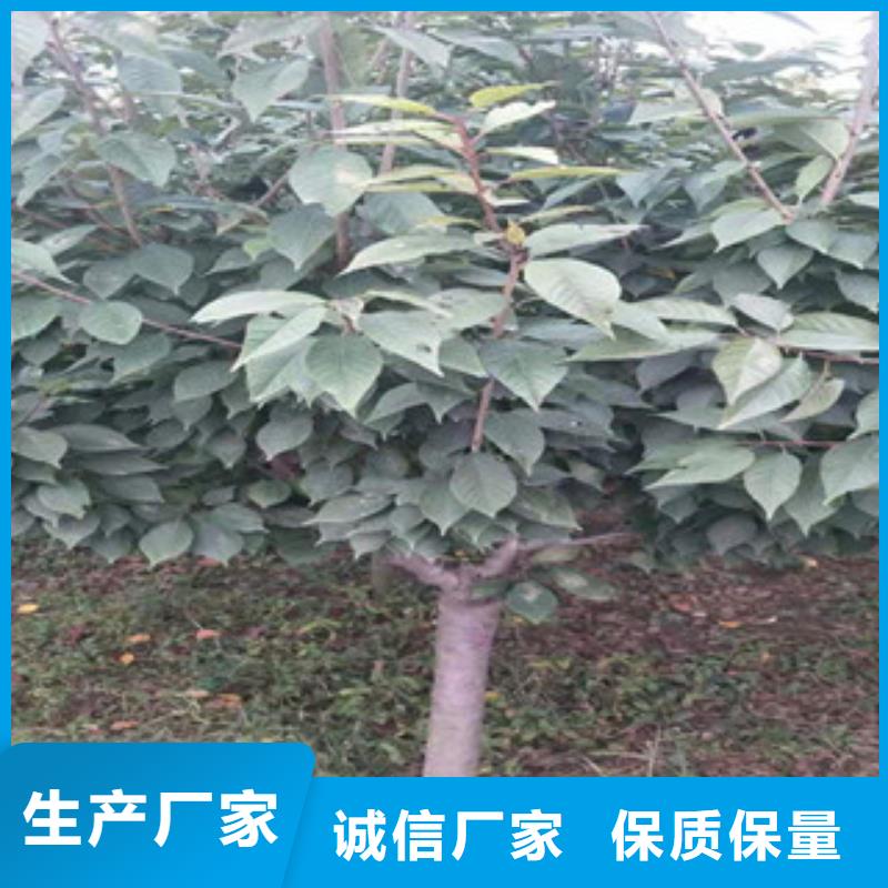 钙果苗-视频-钙果苗-西藏那曲市同城制造商-尼玛|嘉黎|阿里|山南|昌都|拉萨|林芝