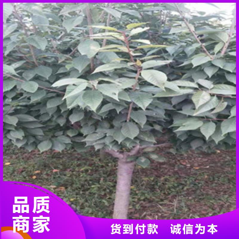 【樱花】-碧桃从厂家买售后有保障