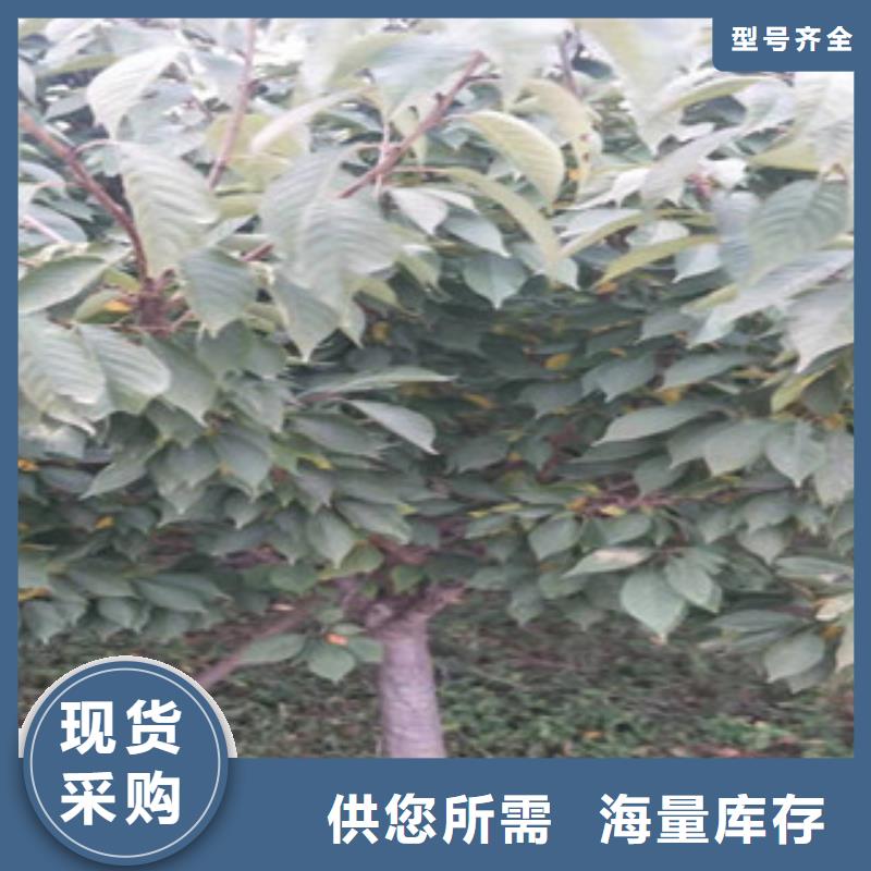 樱花碧桃老品牌厂家