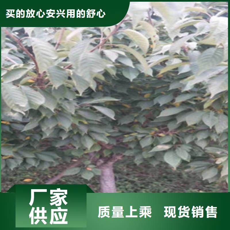 钙果苗视频-小店|阳曲|运城|晋城|晋中|大同|长治钙果苗选择我们选择放心-正家园艺场(太原市分公司)