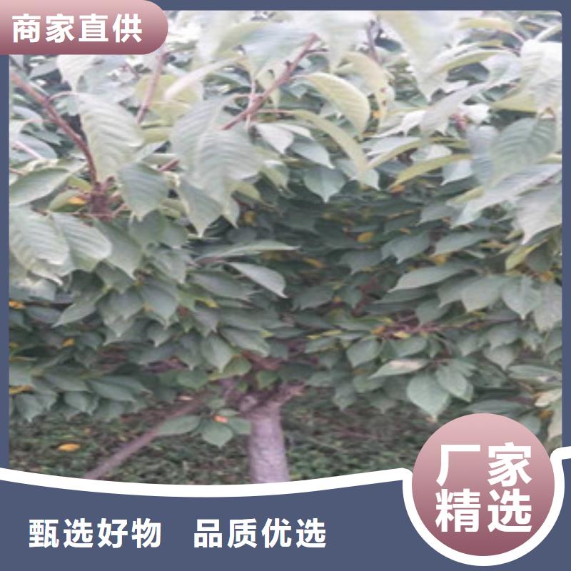 樱花泰山景松造型景松做工细致
