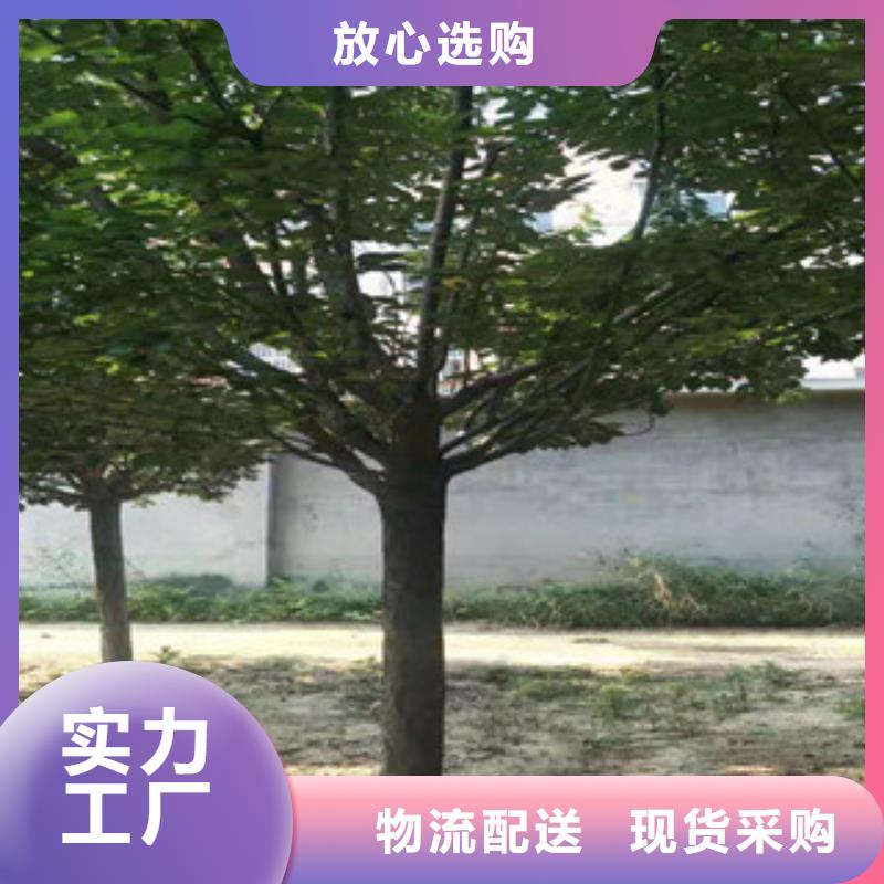 樱花蓝莓苗价格公道合理