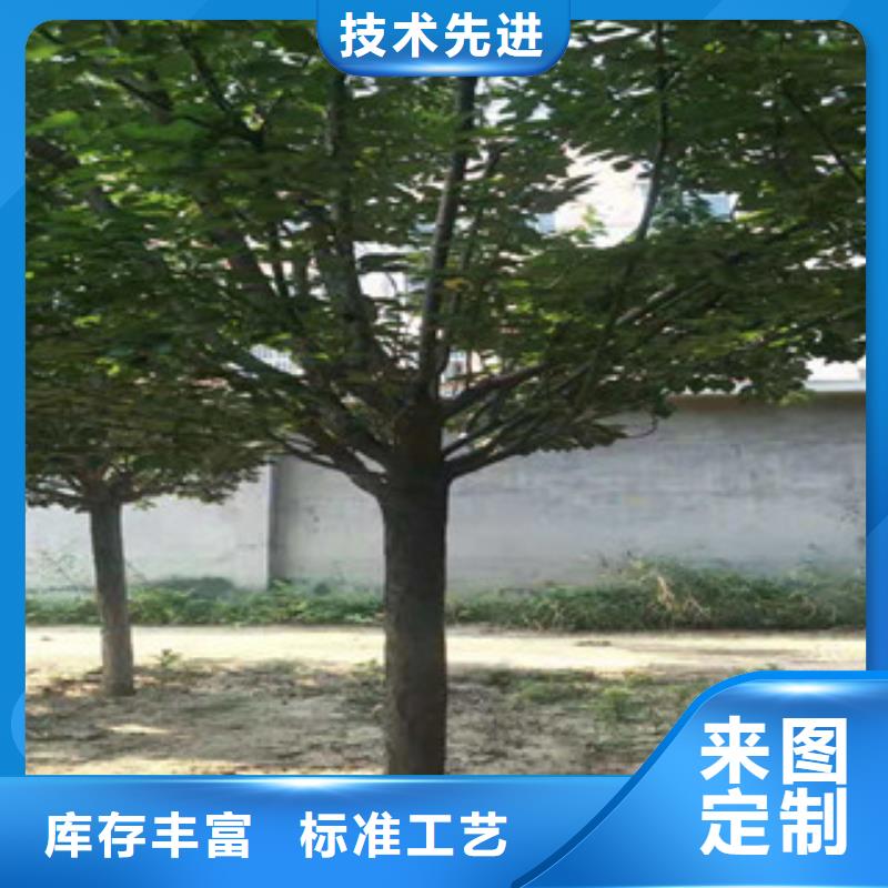 樱花,绿化树绿化工程质量安心