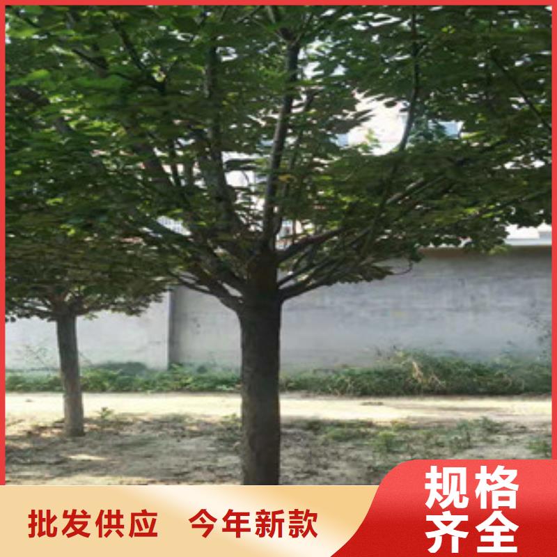 樱花蓝莓苗精选厂家好货