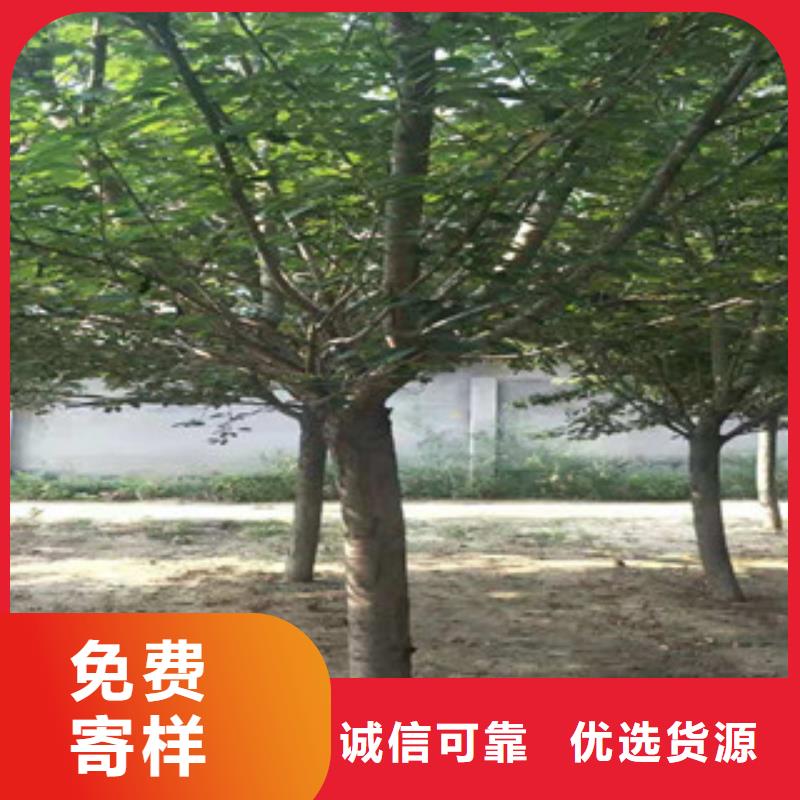 钙果苗-视频-钙果苗-西藏那曲市同城制造商-尼玛|嘉黎|阿里|山南|昌都|拉萨|林芝