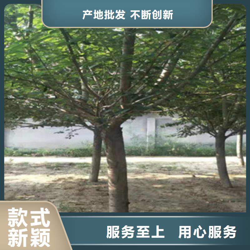 【樱花】绿化树绿化工程专业信赖厂家
