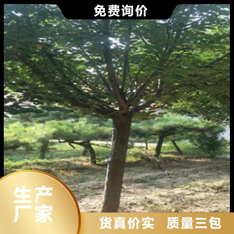 樱花碧桃老品牌厂家