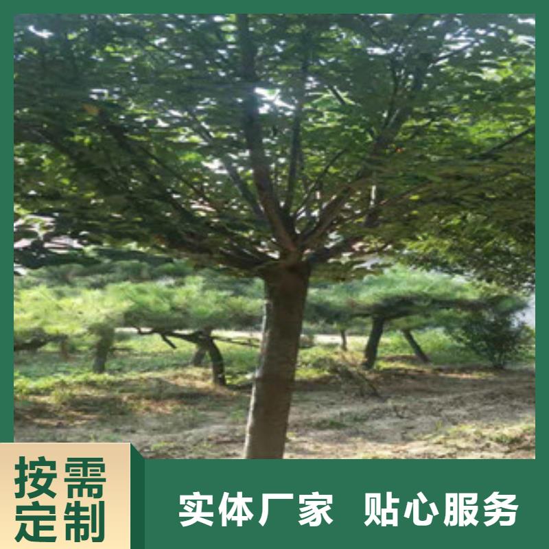 钙果苗-视频-钙果苗-西藏那曲市同城制造商-尼玛|嘉黎|阿里|山南|昌都|拉萨|林芝