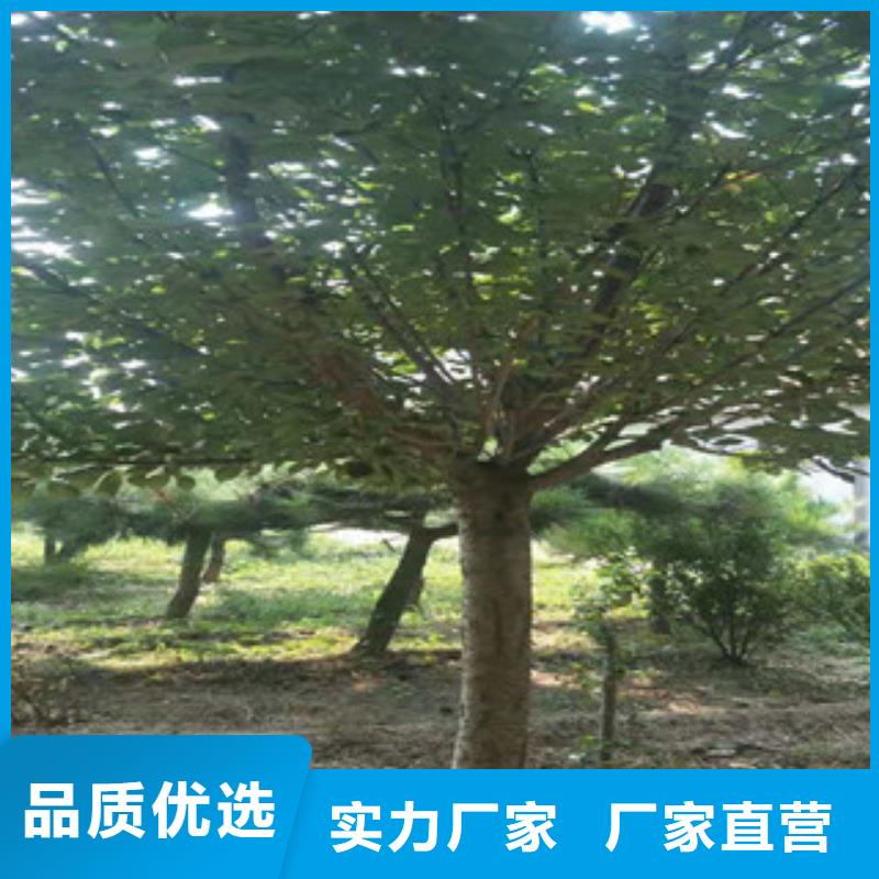 钙果苗-视频-钙果苗-西藏那曲市同城制造商-尼玛|嘉黎|阿里|山南|昌都|拉萨|林芝