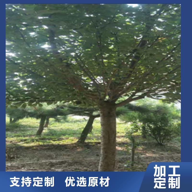 【樱花】-碧桃从厂家买售后有保障