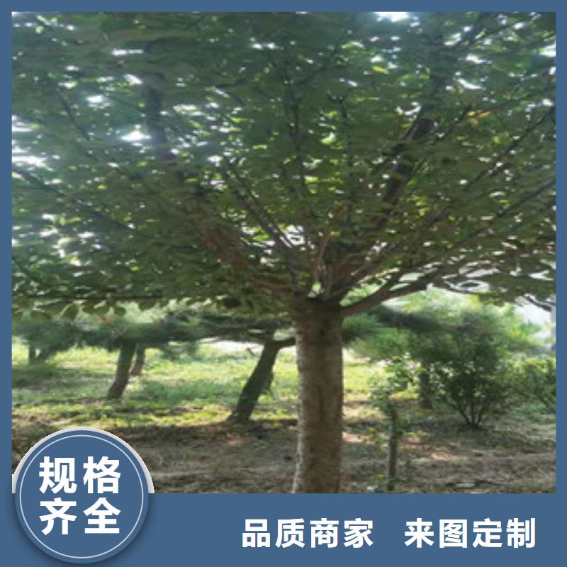 樱花核桃苗樱花苗长果桑树苗定制零售批发