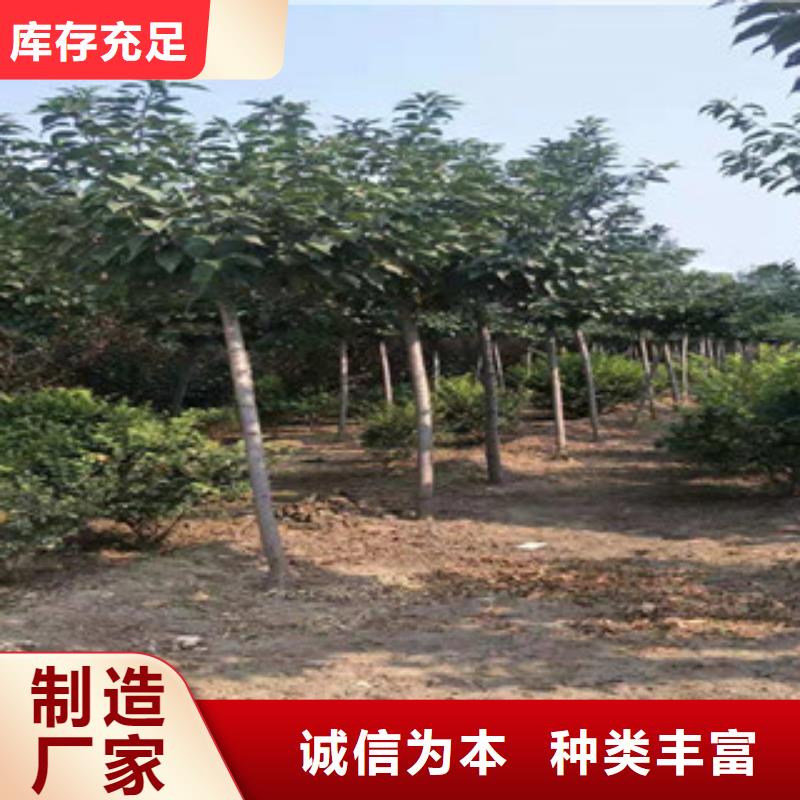 樱花核桃苗樱花苗长果桑树苗精致工艺