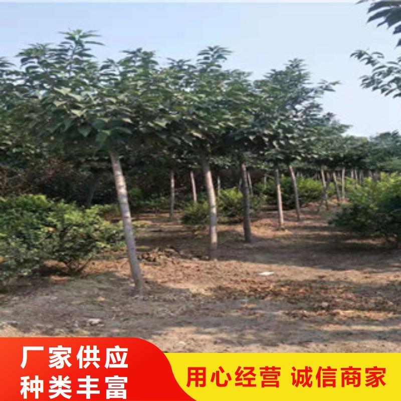 樱花蓝莓苗买的放心安兴用的舒心