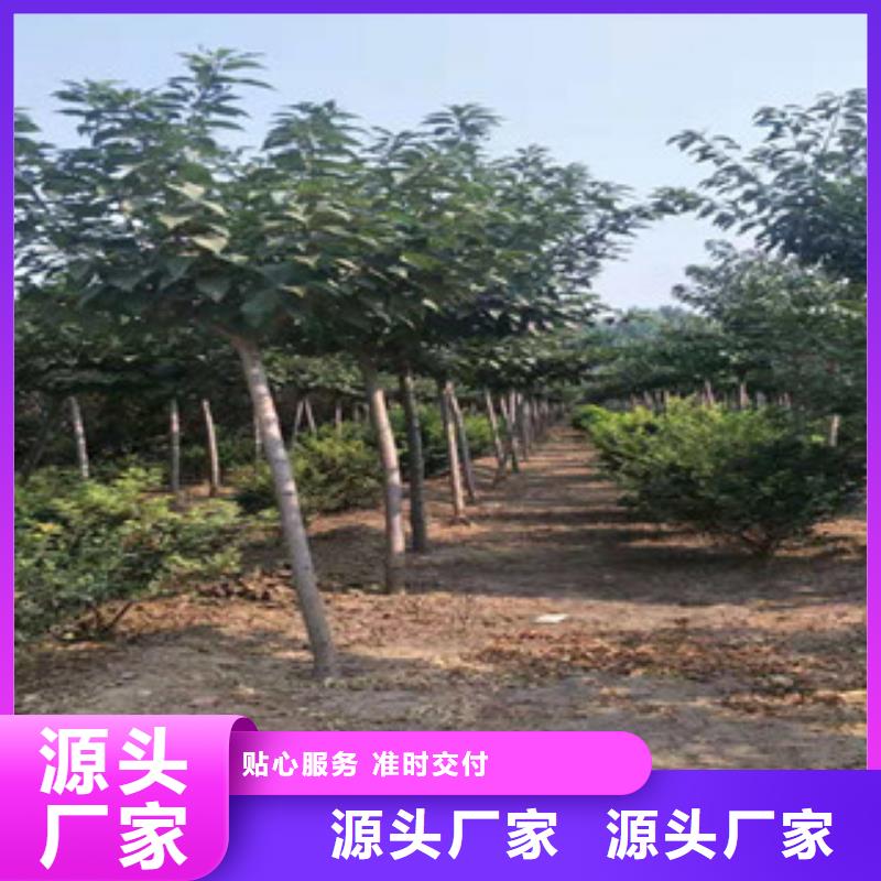 樱花,绿化树绿化工程生产厂家