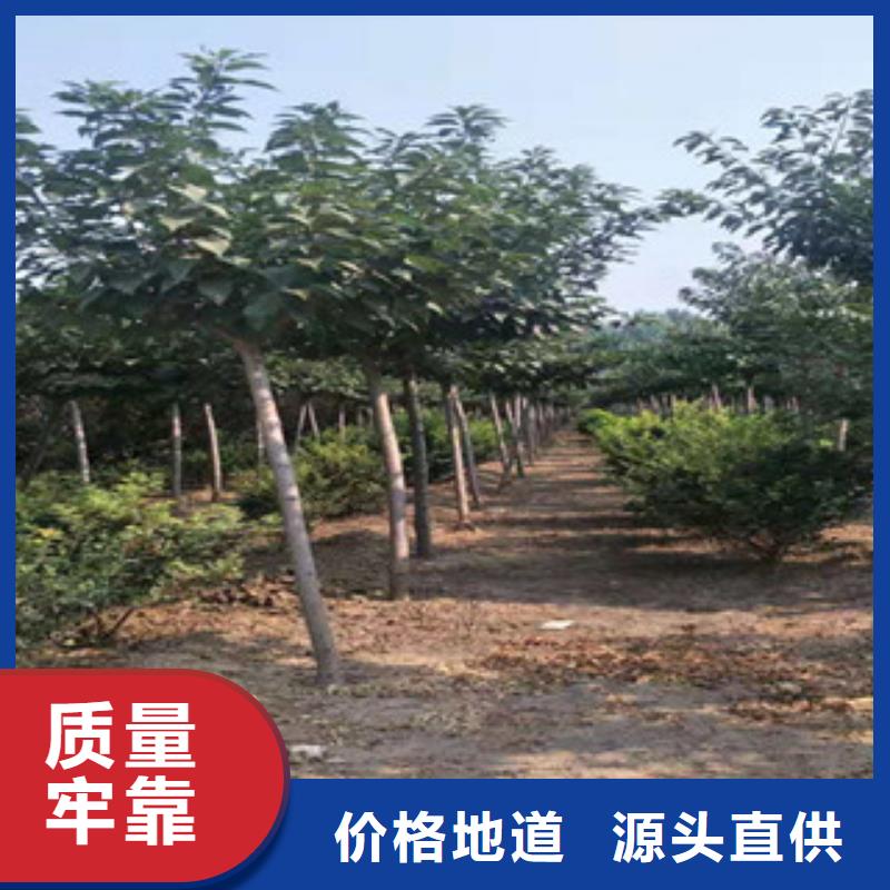 樱花-钙果苗多种优势放心选择