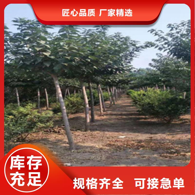 樱花碧桃型号齐全