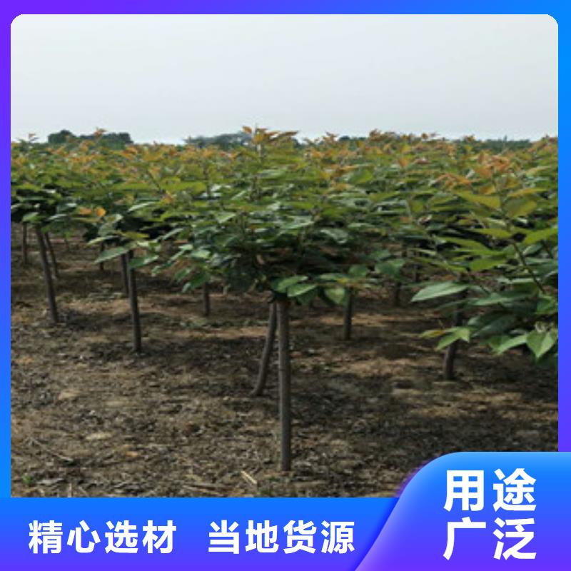 钙果苗-视频-钙果苗-西藏那曲市同城制造商-尼玛|嘉黎|阿里|山南|昌都|拉萨|林芝
