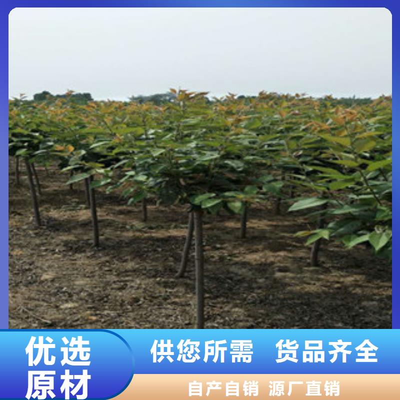 樱花-占地果树现货充裕