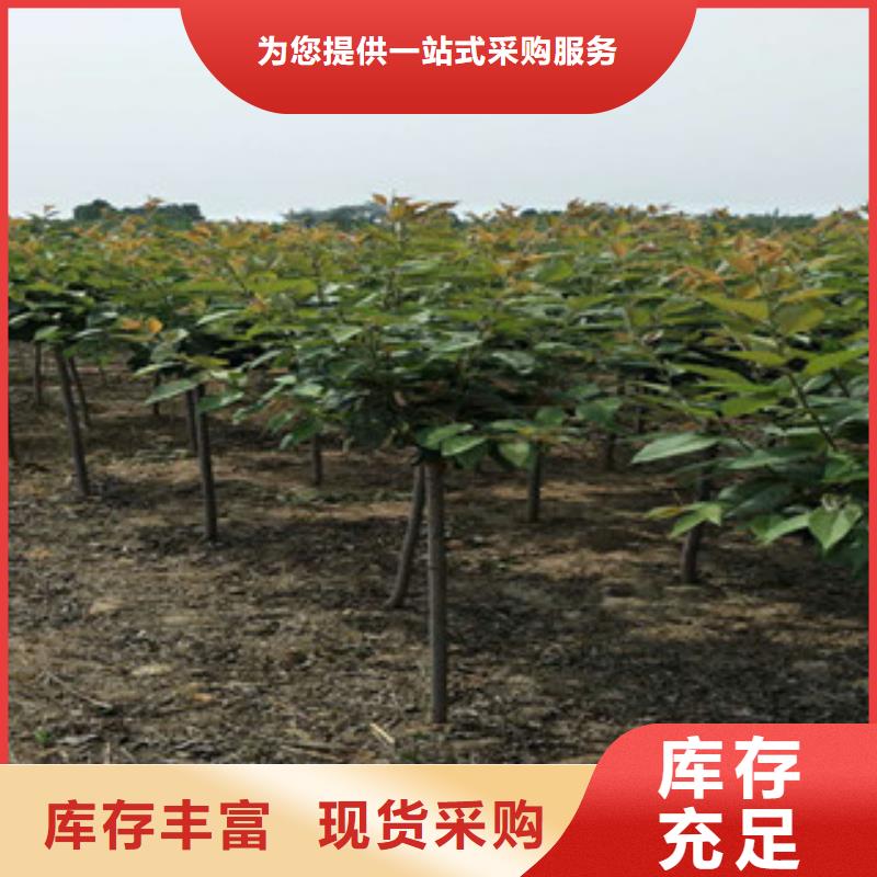樱花泰山景松造型景松做工细致