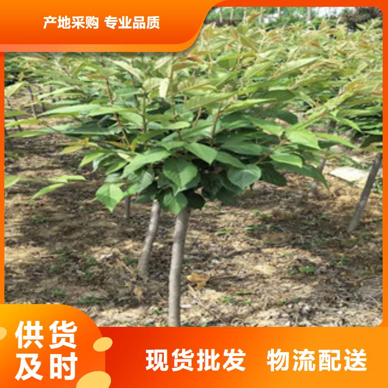 樱花蓝莓苗好产品有口碑