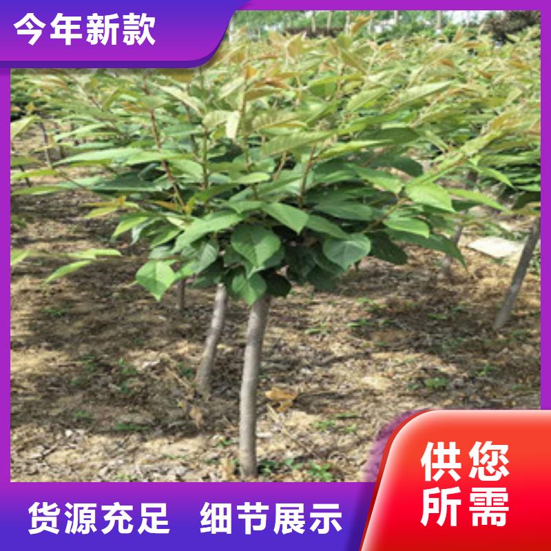 钙果苗视频-小店|阳曲|运城|晋城|晋中|大同|长治钙果苗选择我们选择放心-正家园艺场(太原市分公司)