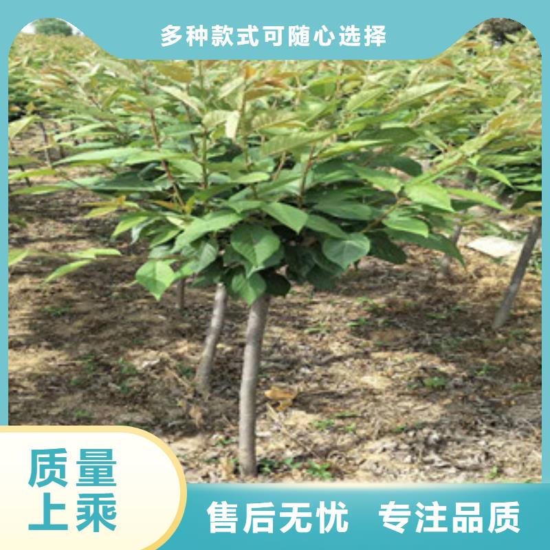 钙果苗-视频-钙果苗-西藏那曲市同城制造商-尼玛|嘉黎|阿里|山南|昌都|拉萨|林芝