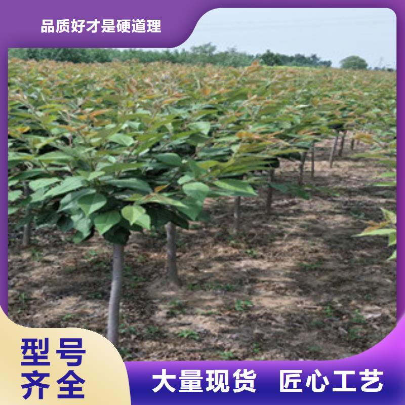 樱花-钙果苗多种优势放心选择
