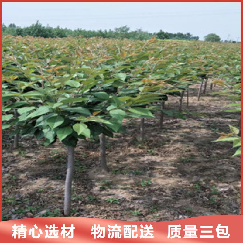樱花蓝莓苗好产品有口碑