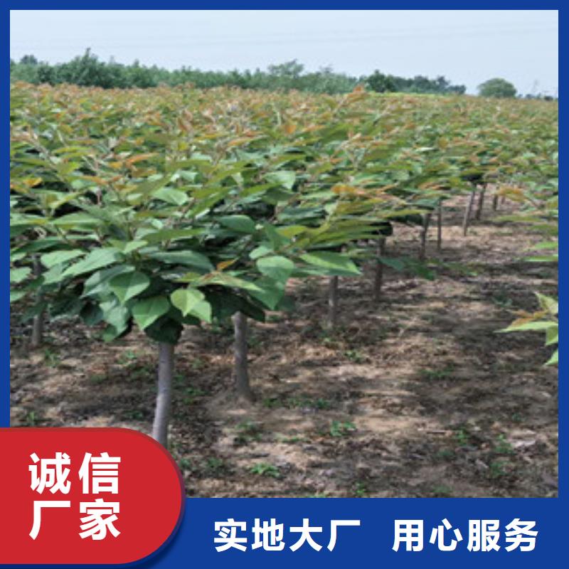 樱花核桃苗樱花苗长果桑树苗精致工艺