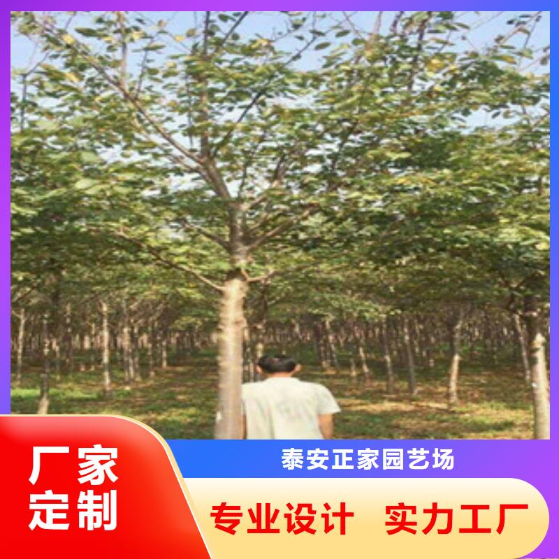 钙果苗视频-小店|阳曲|运城|晋城|晋中|大同|长治钙果苗选择我们选择放心-正家园艺场(太原市分公司)
