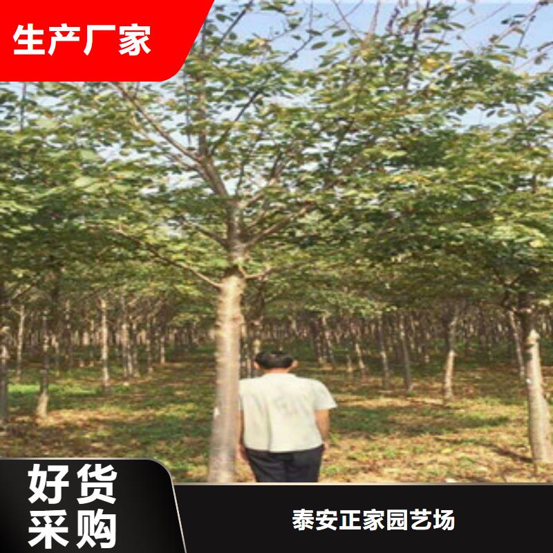 樱花核桃苗樱花苗长果桑树苗品质商家