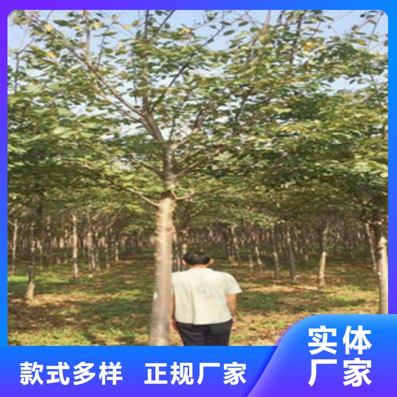 樱花钙果苗适用范围广