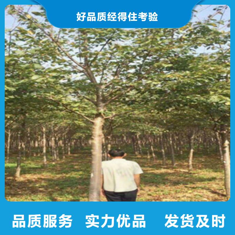 钙果苗-视频-钙果苗-西藏那曲市同城制造商-尼玛|嘉黎|阿里|山南|昌都|拉萨|林芝