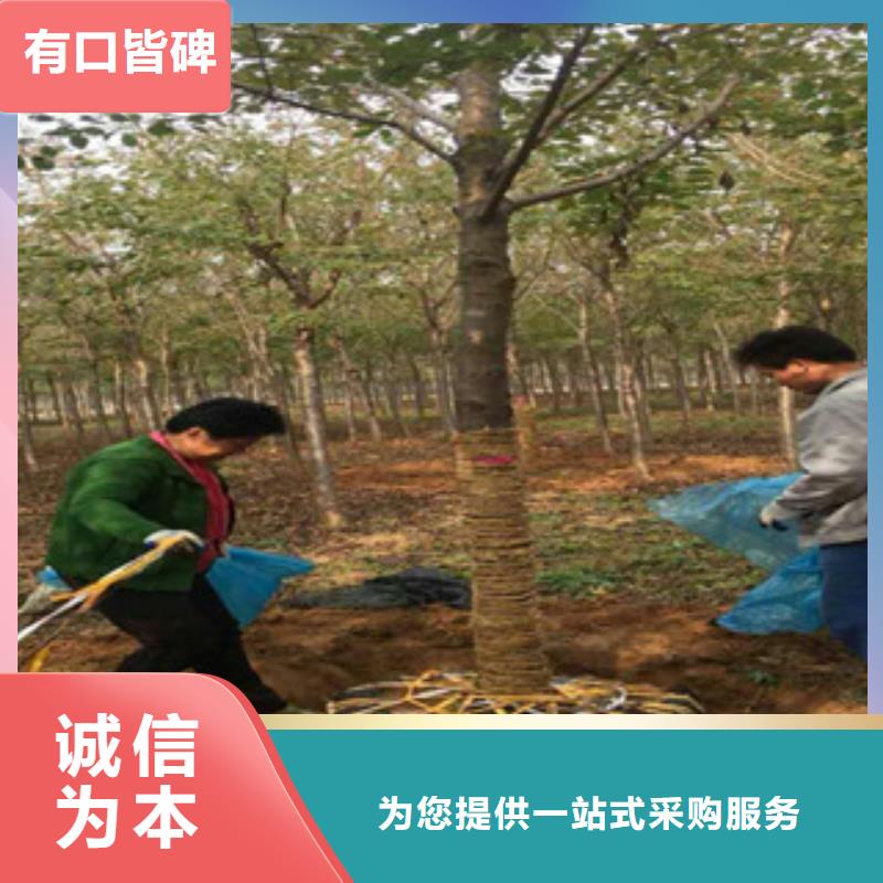 钙果苗-视频-钙果苗-西藏那曲市同城制造商-尼玛|嘉黎|阿里|山南|昌都|拉萨|林芝