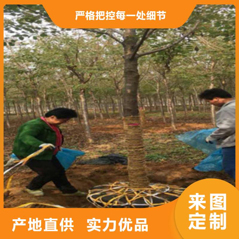 【樱花】绿化树绿化工程专业信赖厂家