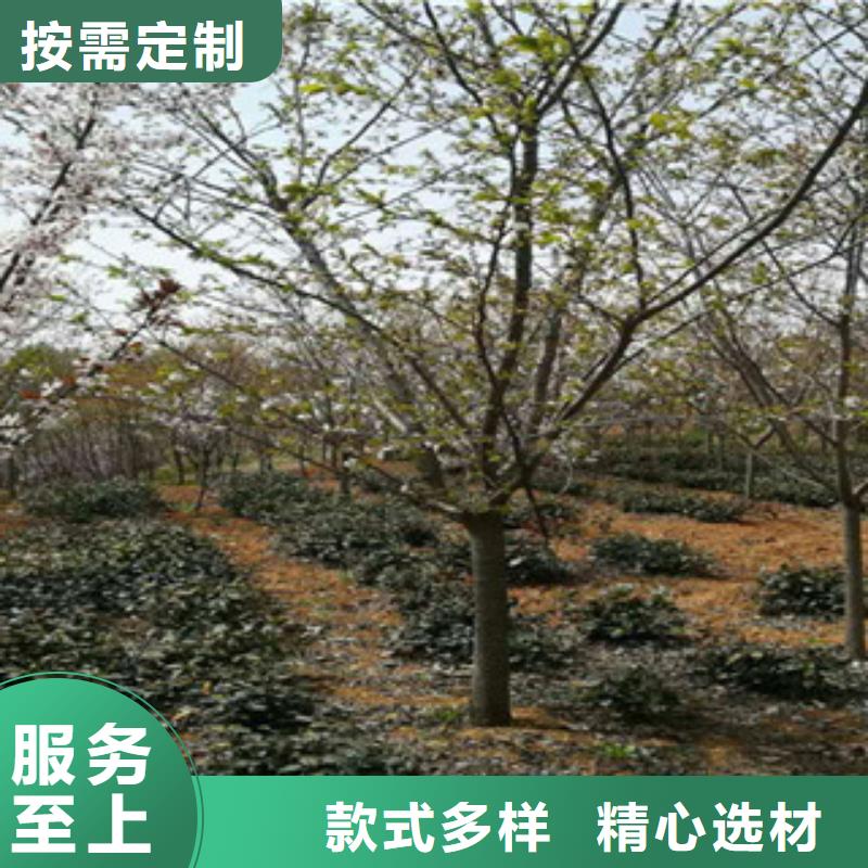 樱花,钙果苗出货及时