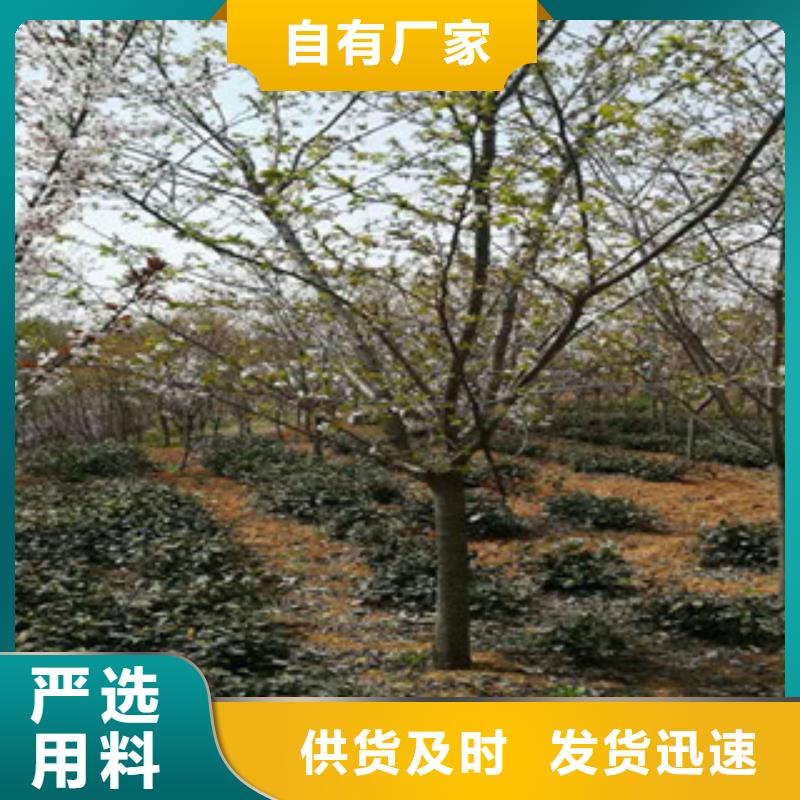 樱花,绿化树绿化工程生产厂家