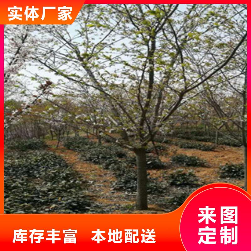 钙果苗视频-小店|阳曲|运城|晋城|晋中|大同|长治钙果苗选择我们选择放心-正家园艺场(太原市分公司)