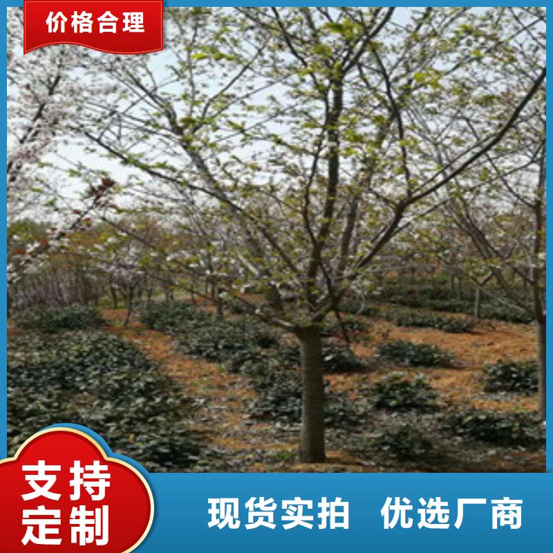 樱花钙果苗品质优选