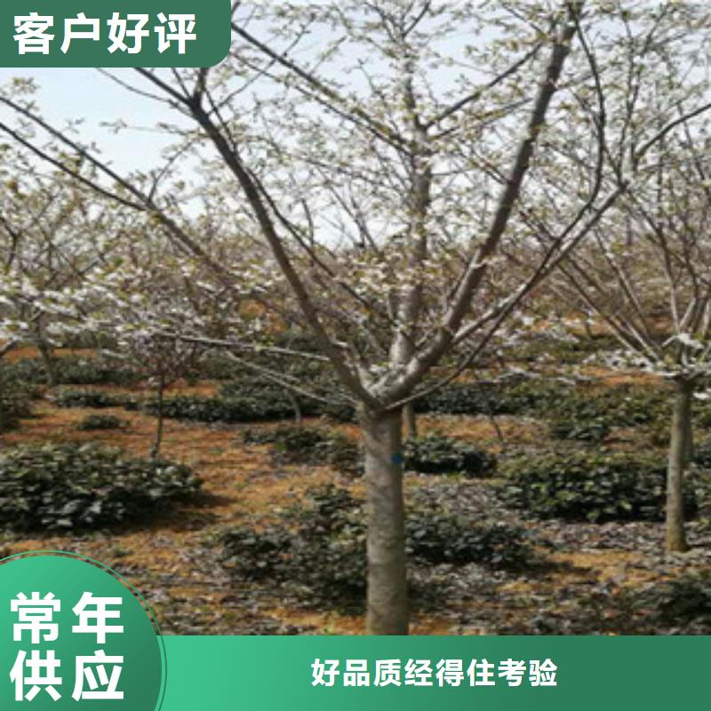 樱花核桃苗樱花苗长果桑树苗定制零售批发