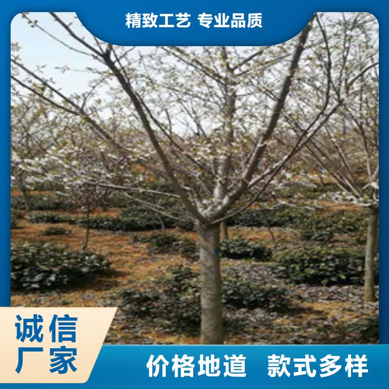 樱花樱桃苗源头厂源头货